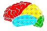 brain02.gif (12083 bytes)